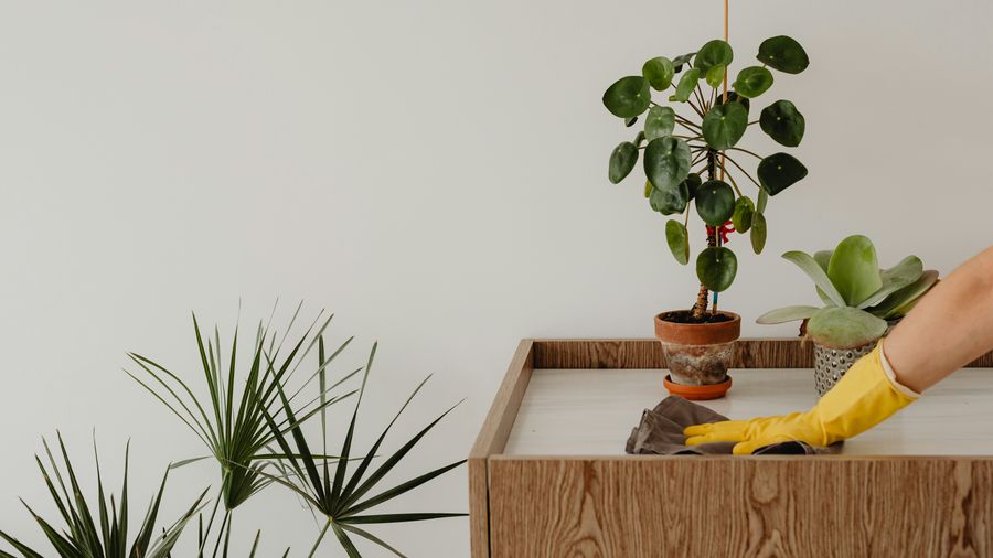 Why Cleanliness Isn't Enough: The Hidden Factors Driving Guest Loyalty